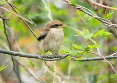 P1950053：モズ（幼鳥）_R