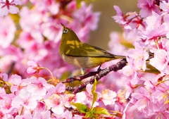 P1900015：河津桜にメジロ_R