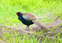 P1970666：キジ（オス）_R