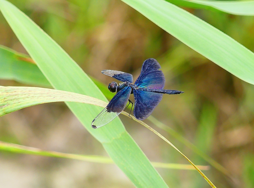 P4300344：チョウトンボ_R