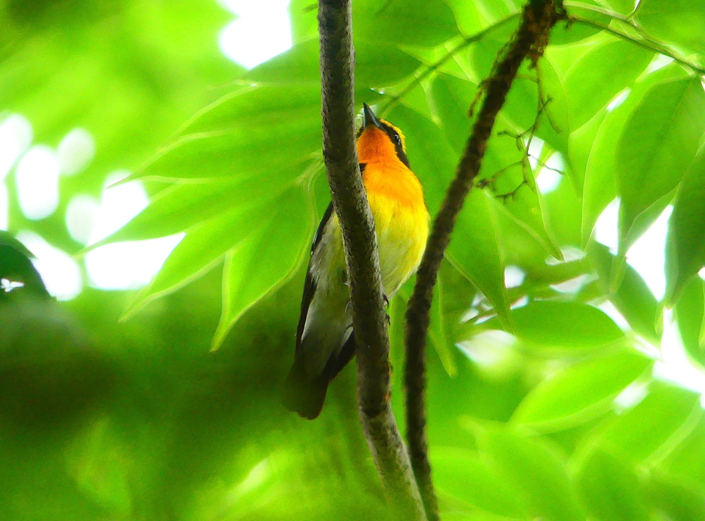 P1020630：キビタキ（オス）_R