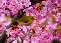 P1870149：河津桜にメジロ_R