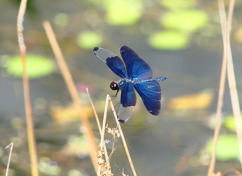 P4280625：チョウトンボ_R