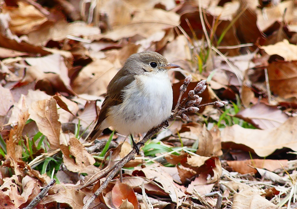 P4830019：ニシオジロビタキ_R