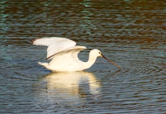P4470394：ヘラサギ_R