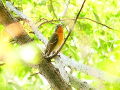 P4440613：ムギマキ（若鳥）_R