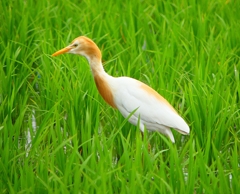 P1060447：アマサギ_R