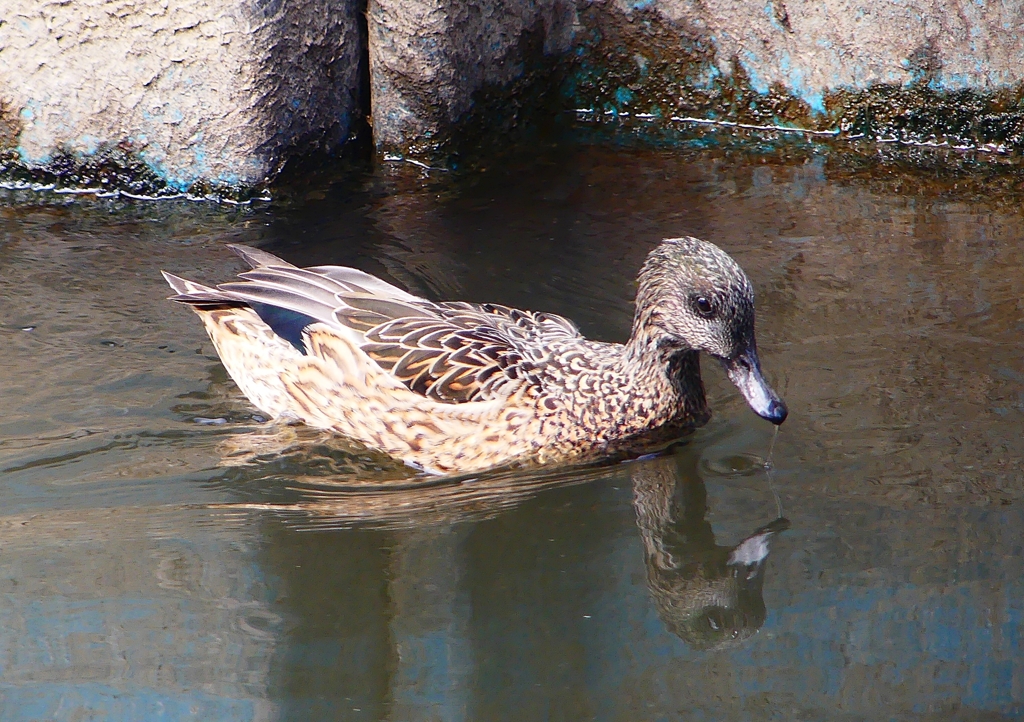 P1820530：ヨシガモ_R