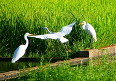 P1150109：チュウサギ、コサギ_R