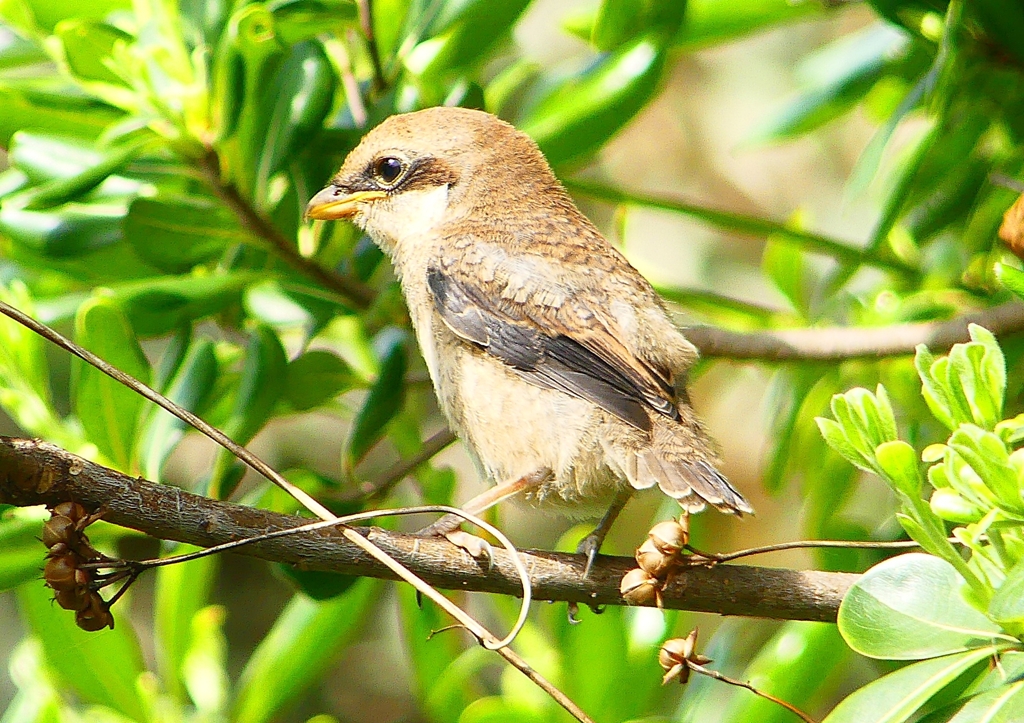 P1940608：モズ（幼鳥）_R