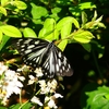 P4110122：ゴマダラチョウ_R