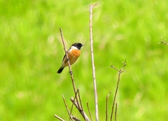 P4860047：夏羽ノビタキ（オス）_R