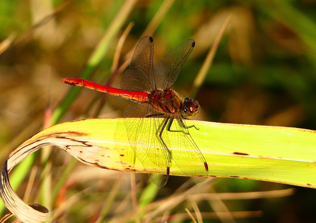 P1360288：アキアカネ_R