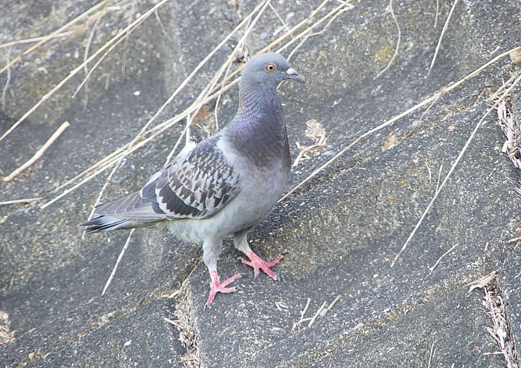 P1170035：カワラバト_R