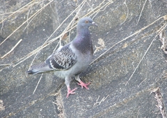 P1170035：カワラバト_R
