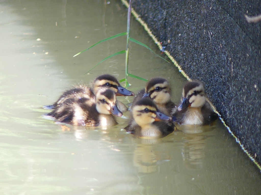 P1030160：カルガモのヒナ_R