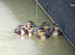 P1030160：カルガモのヒナ_R