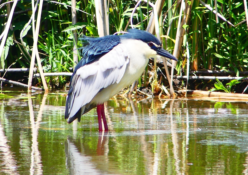 P2010833：ゴイサギ_R
