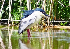 P2010833：ゴイサギ_R