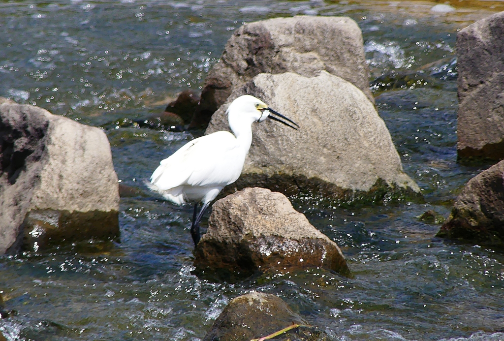 P1020403：コサギ_R
