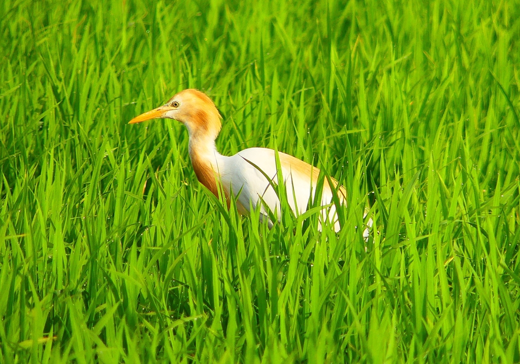 P1050670：アマサギ_R