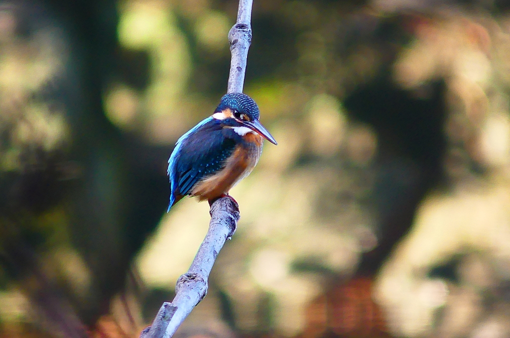 P4560306：カワセミ（メス）_R