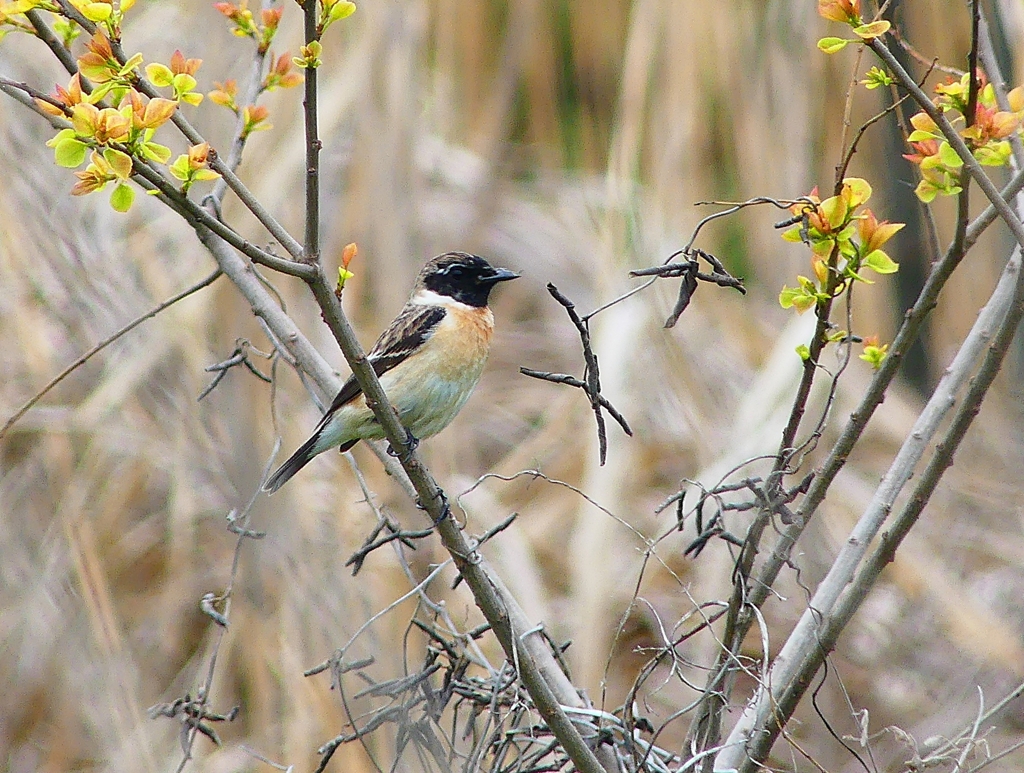 P4040140：夏羽ノビタキ（オス）_R