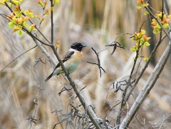 P4040140：夏羽ノビタキ（オス）_R