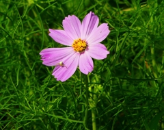 P4230016：コスモス_R