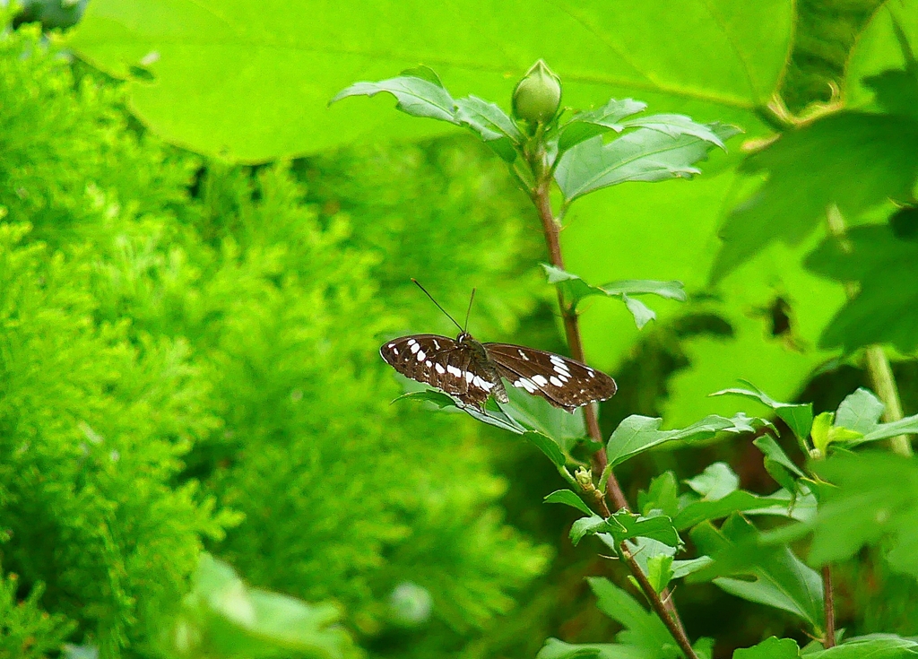 P4230421：アサマイチモンジ_R