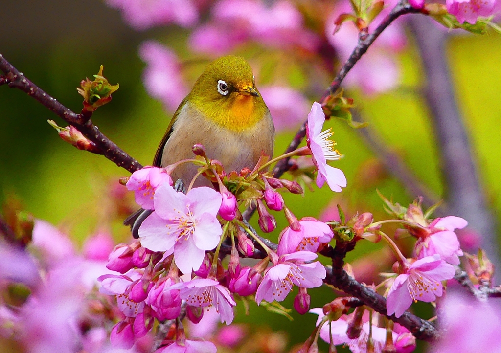 P1870094：河津桜にメジロ_R