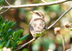 P1940661：モズ（幼鳥）_R