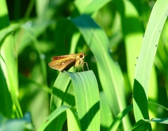 P4300618：チャバネセセリ_R