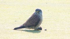 P1990023：チョウゲンボウ-03_R