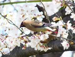 P3990309：桜にヒレンジャク_R