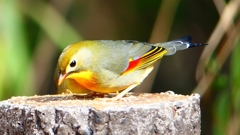 P1830968：ソウシチョウ-16_R