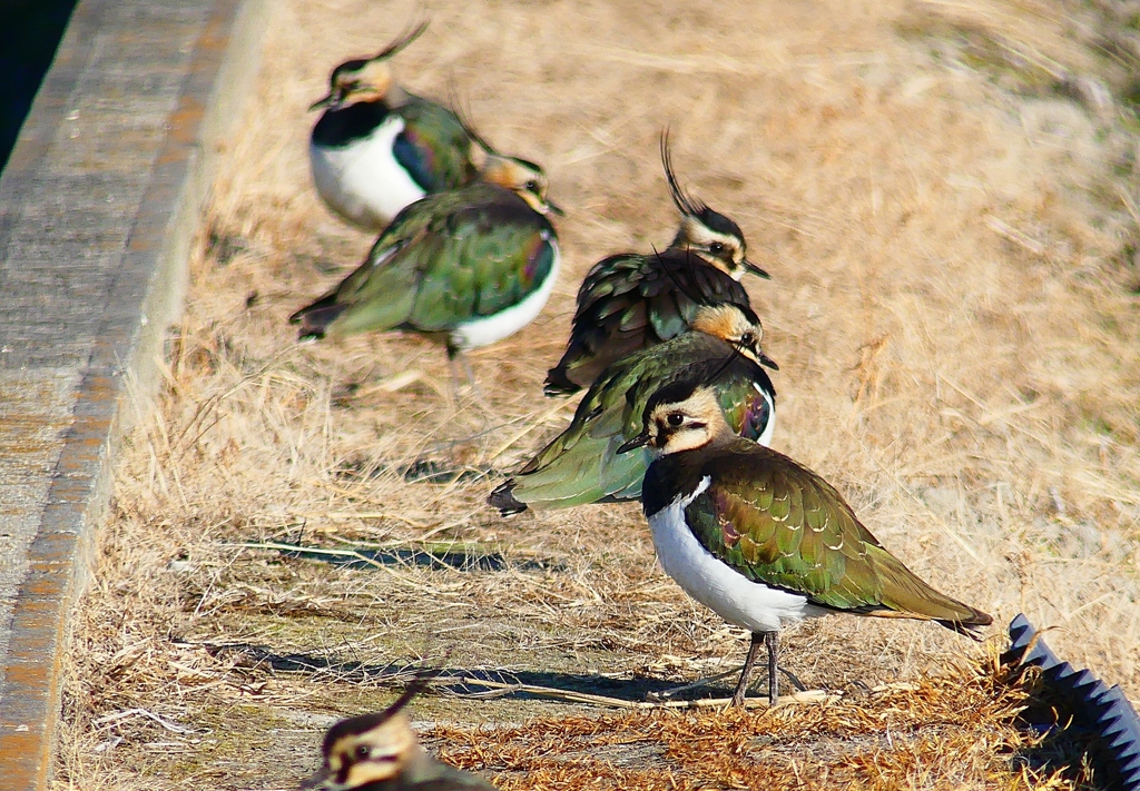 P4630646：タゲリ_R