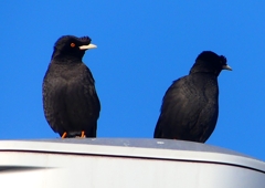 P1920479：ハッカチョウ_R