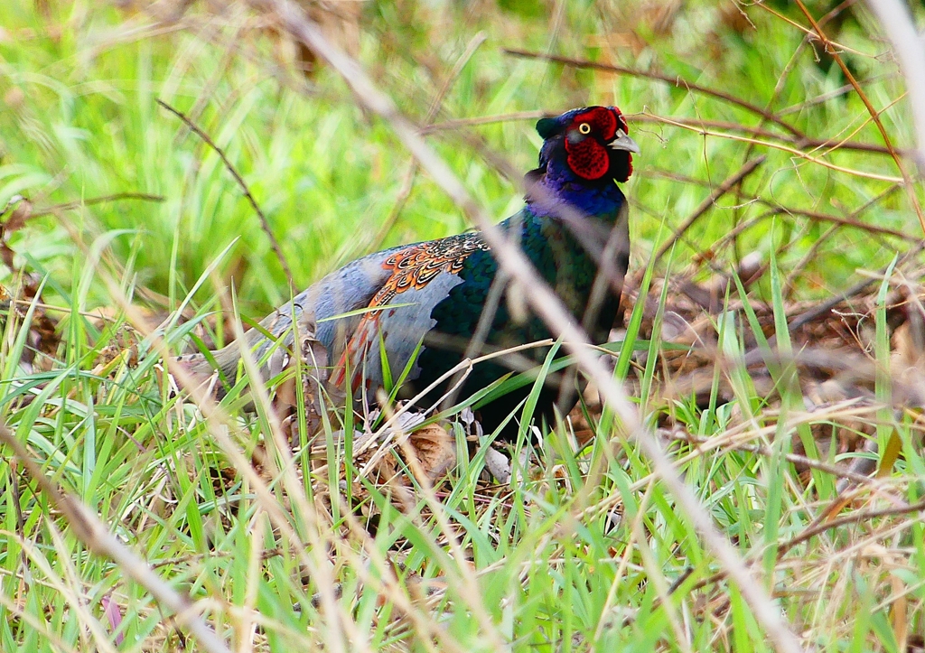 P1840568：キジ（オス）_R