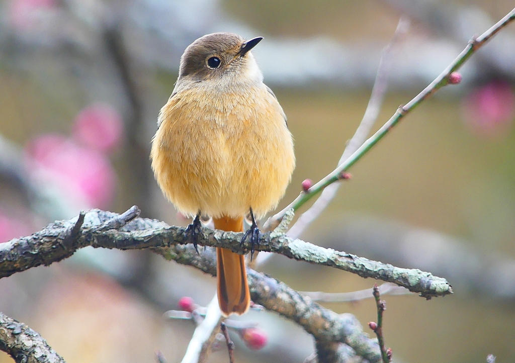 P1780166：ジョウビタキ（メス）_R