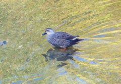 P4470609：カルガモ_R