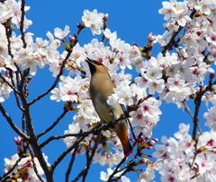 P3980607：桜にヒレンジャク_R