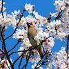 P3980607：桜にヒレンジャク_R
