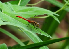 P1160350：アキアカネ（オス）_R