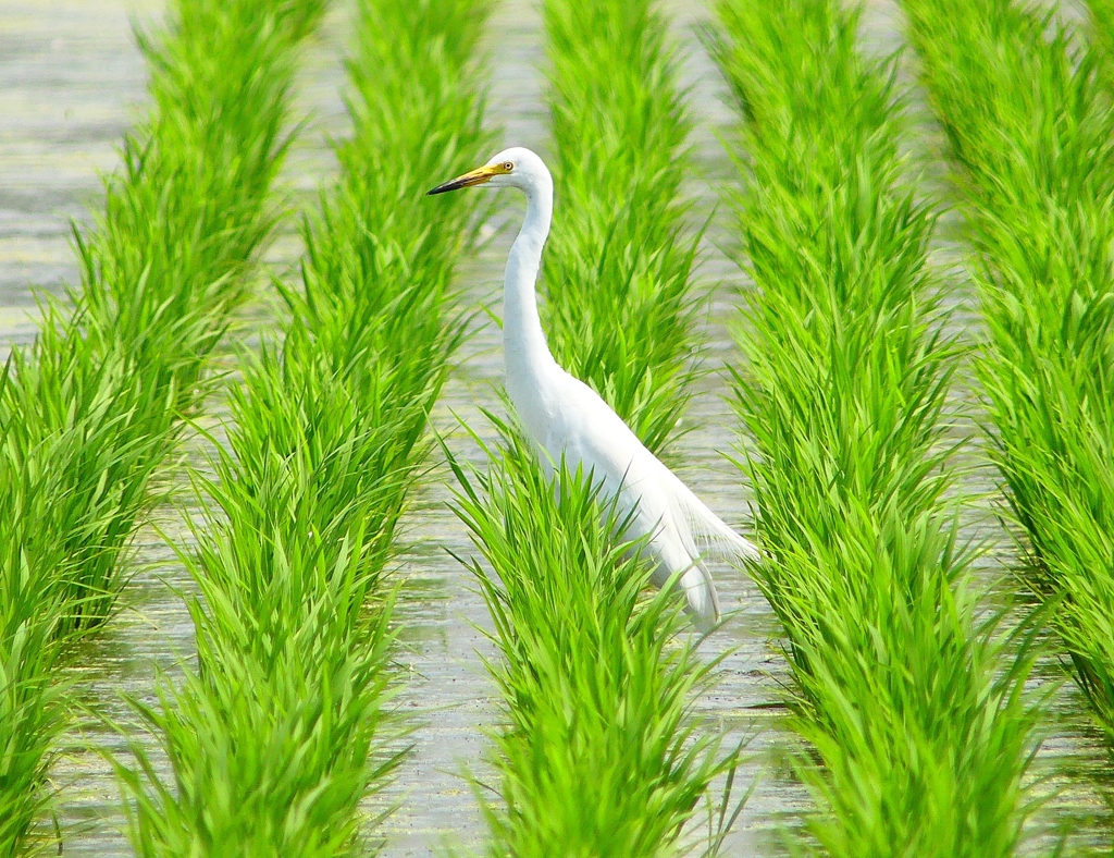 P4220490：ダイサギ_R