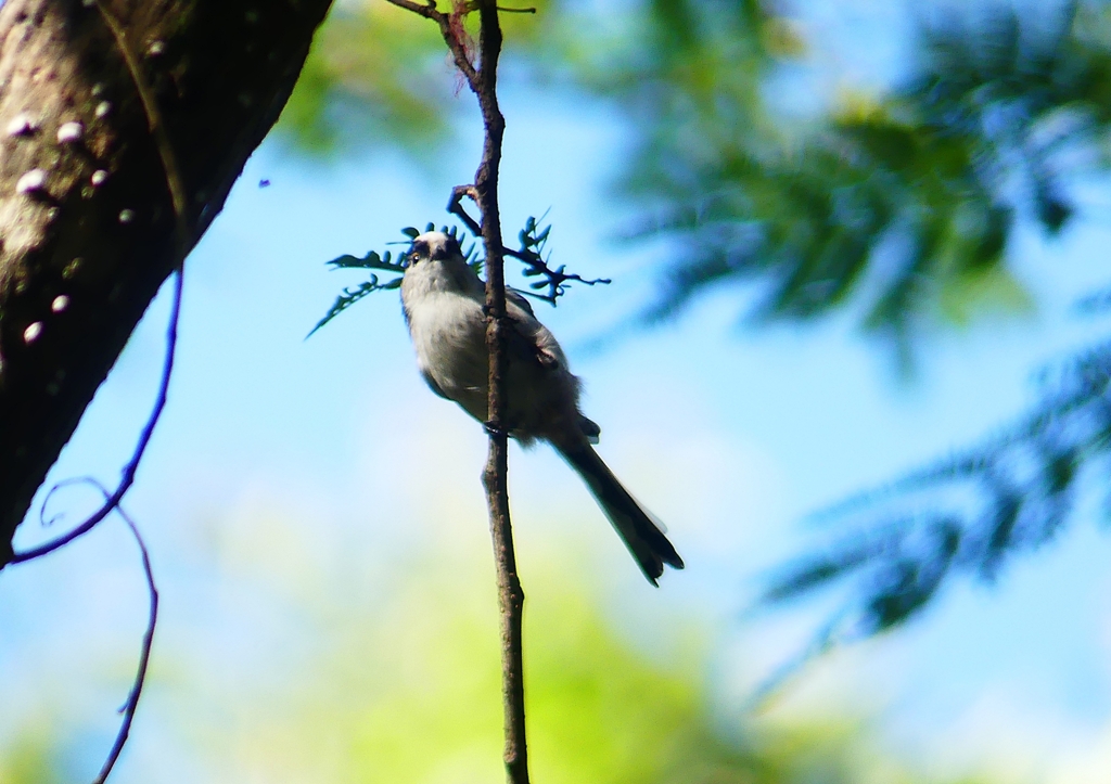 P1210515：エナガ_R