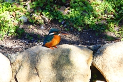 P4580573：カワセミ（メス）_R