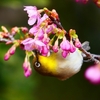 P4770433：メジロ＜河津桜＞_R