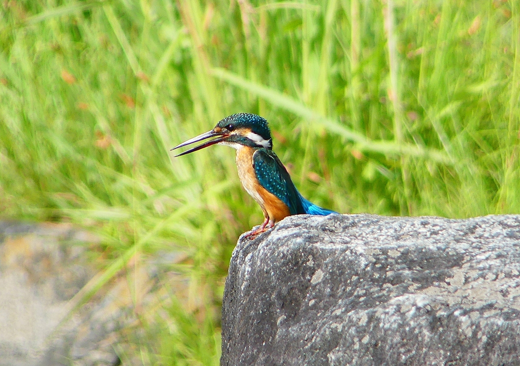 P1220706：カワセミ_R