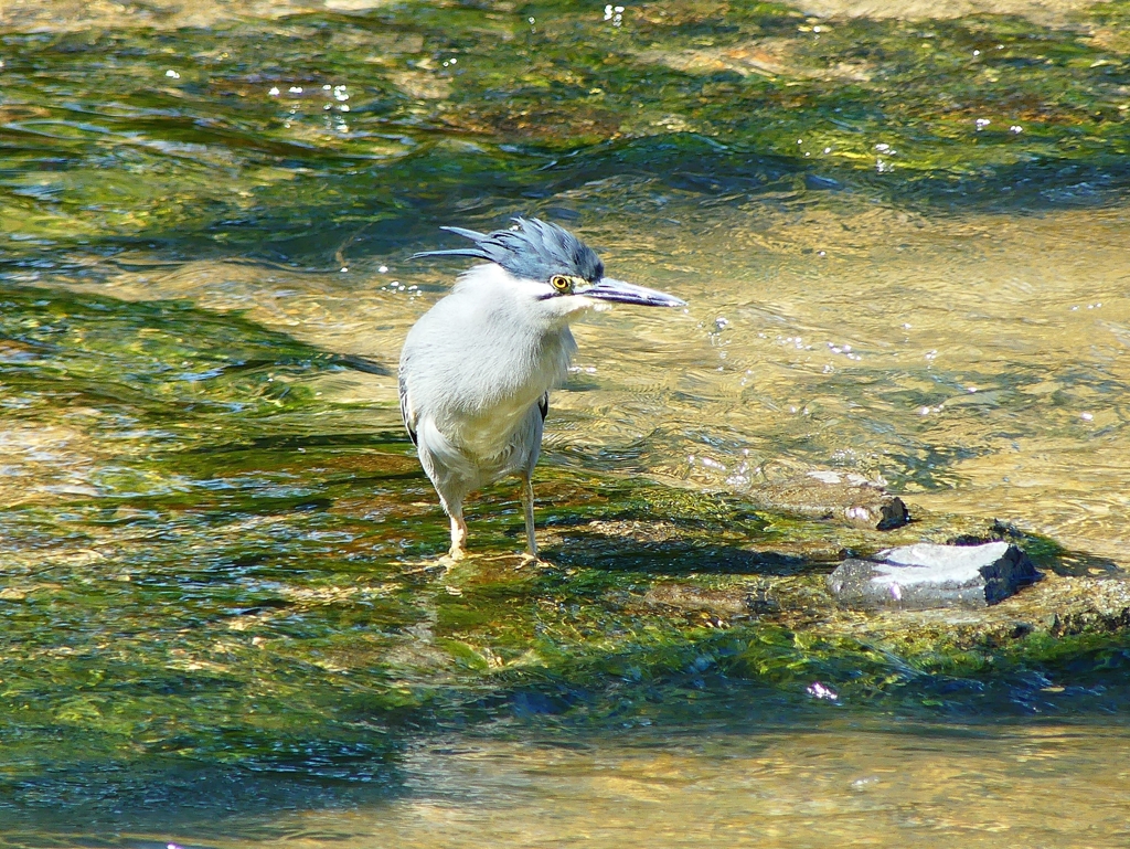 P1020187：ササゴイ_R